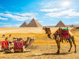 Camels in front of the Pyramids of Giza
