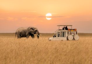 Elephant next to safari car in Maasai Mara