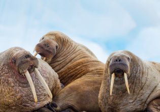 a photo of lazy walruses