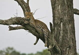 How to choose best African safari.