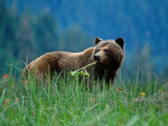 What you need to know about Canada’s beautiful bears