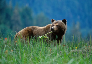 What you need to know about Canada’s beautiful bears