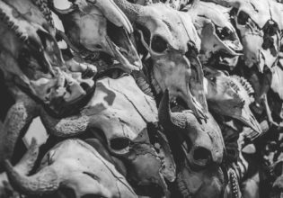 canada bison history culture Albertas Plains People