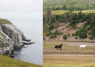 Cape St Mary’s Ecological Reserve