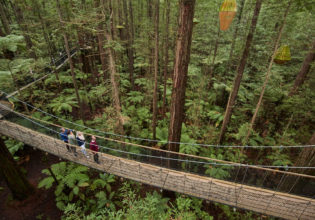 Redwoods Treewalk, Rotorua