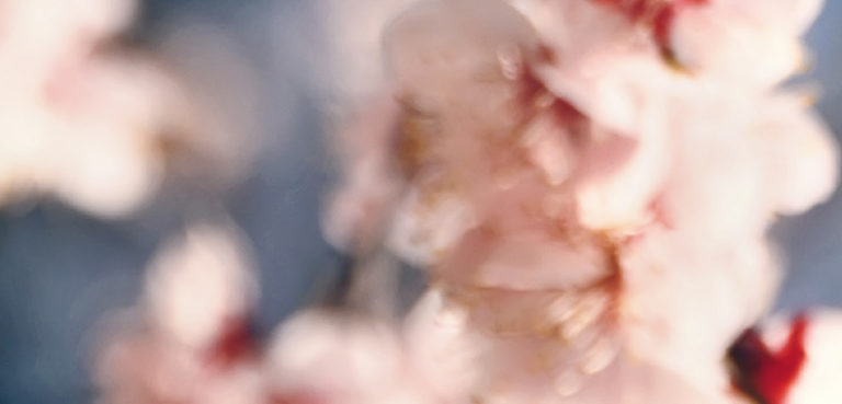 Cherry blossoms in Japan