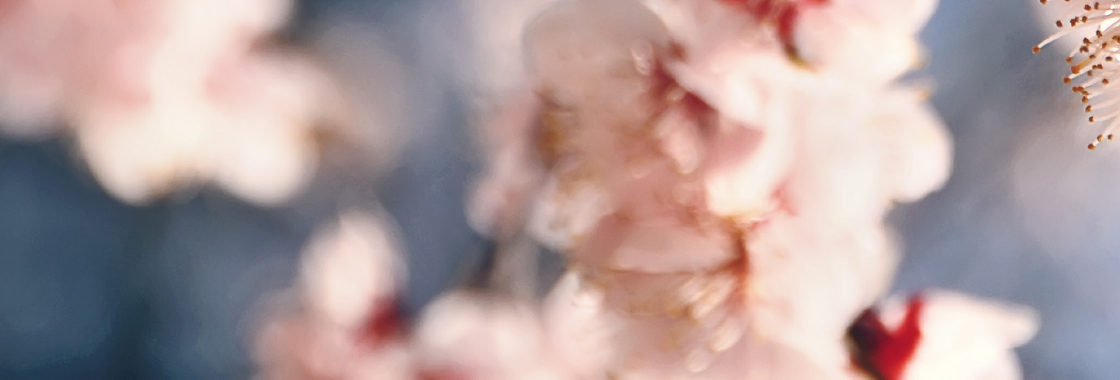 Cherry blossoms in Japan