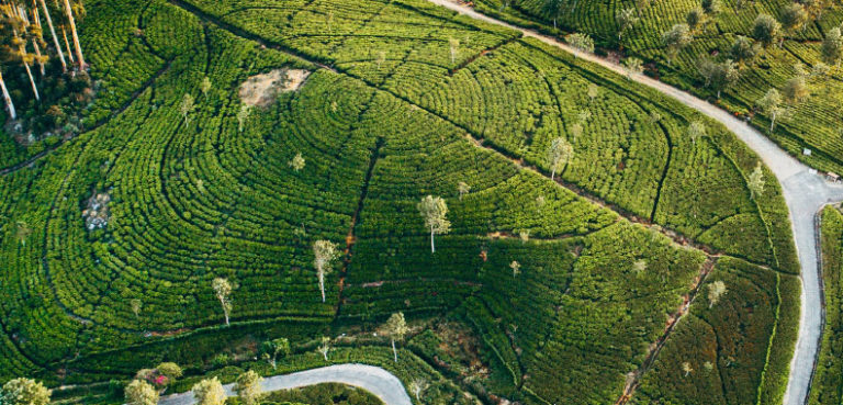 Sri Lanka Travel Guide