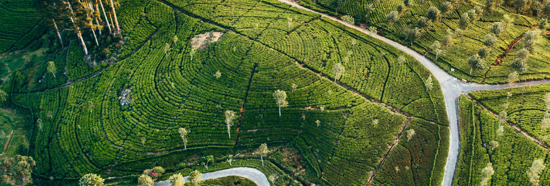 Sri Lanka Travel Guide