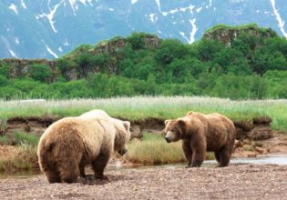 Alaskan Grizzly Bears