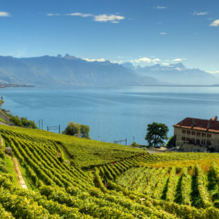 Lavaux Vineyard Terraces in Switzerland.