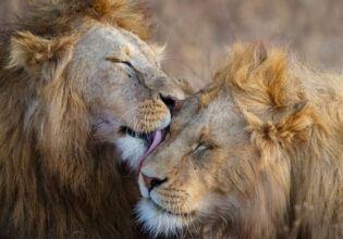 Lions grooming in Africa