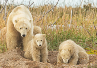 Mother and Cub Polar Bears, Churchill, Manitoba, Canada