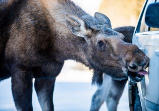 Moose licking. Alberta, Canada