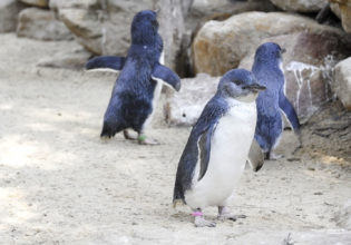 Penguins in Oamaru, New Zealand.