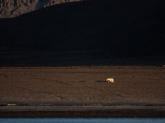 Polar Bear Radstock Island