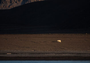 Polar Bear Radstock Island
