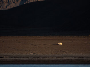 Polar Bear Radstock Island