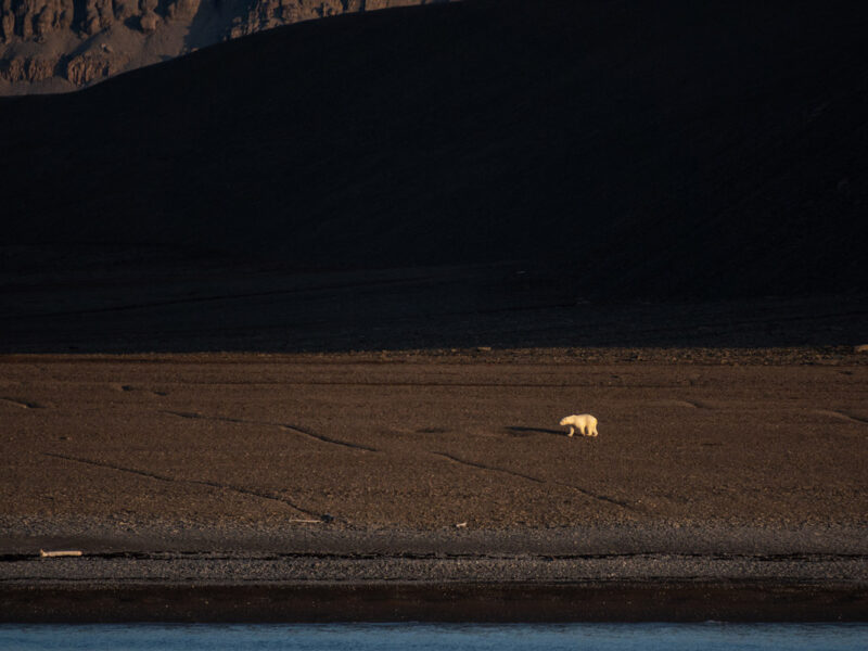 Polar Bear Radstock Island