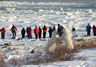 Polar bear walk fight Seal River Heritage Lodge, Manitoba