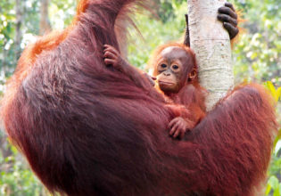Orang-utans of Borneo.