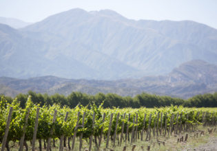 Vineyard in San Juan, Argentina.