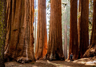 huge sequoia trees at Sequoia National Park