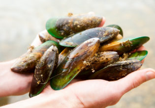 Anyone can snorkel and catch fresh clams, crayfish and paua of the Marlborough coast.