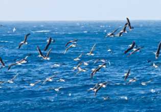 Flock of albatross birds on New Zealand's Taiaroa Head.