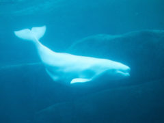 beluga whale swimming hudson bay arctic water canada Manitoba