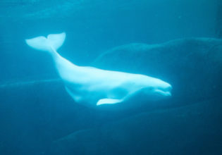 beluga whale swimming hudson bay arctic water canada Manitoba