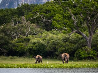 Two elephants in the wild of Sri Lanka