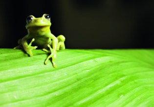 The Awe Of The Amazon